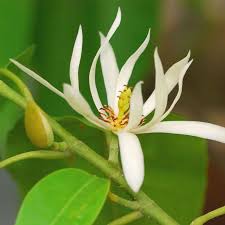 Lennei alba is probably the most successful white blooming variety of saucer magnolia. Absolute And Co2 Extracts Flower Essentials Magnolia Flower Flowers