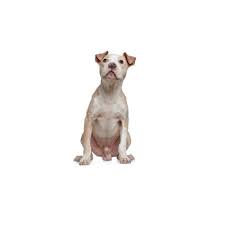 We can help you find the right american bulldog puppy. American Bulldog Puppies Petland Iowa City