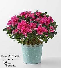 May 19, 2010 · other issue that cause azalea leaves to fall off are: Indoor Azalea Care Tips Planting Growing Pruning Azaleas Azaleas Care Pruning Azaleas Plants