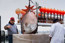 Maybe you would like to learn more about one of these? San Diego Fishmonger To Star In Tv Show And Open Point Loma Seafood Market Eater San Diego