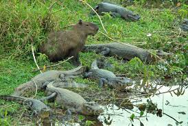 Or look at one of the other 600 videos i have available. Heartwarming Pictures Capture Giant Rodent Capybaras Cuddling Up With Cats Monkeys And Even Crocodiles