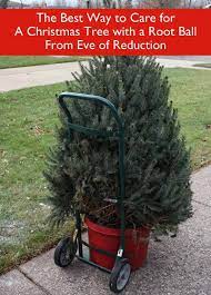 How To Buy Care For And Plant A Christmas Tree With Root Ball Live Christmas Trees Potted Christmas Trees Christmas Tree Care