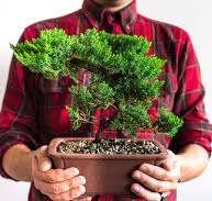 Types of Bonsai Trees to Grow at Home | Petal Talk