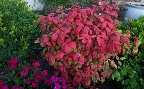 Check spelling or type a new query. Firepower Dwarf Nandina 3 Gallon Shrub Shrubs For Spring Color Togogarden
