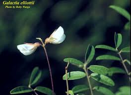 Image result for Galactia