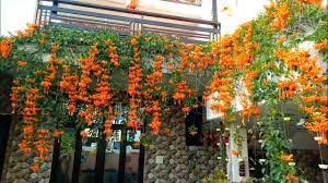 We did not find results for: My Beautiful Orange Trumpet Vine Flame Vine Pyrostegia Venusta Happy New Year 2021 Youtube