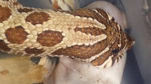 Pin By Andrew J Senski On Reptile Lovers Westerns