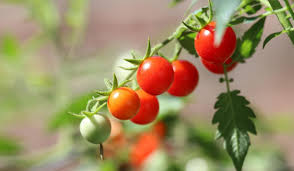 Maybe you would like to learn more about one of these? The Quest To Return Tomatoes To Their Full Flavored Glory Science Smithsonian Magazine