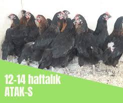 Atak Yarka Tavuk Edirne Kirklareli Tekirdag Bolgesi Ataks Yarka 2020 Hayvan Tavukculuk Tavuk