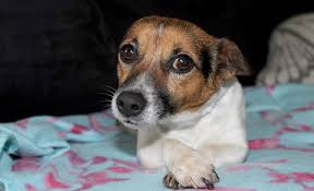 Do you love animals and want to get involved in rescue work? Victorian Dog Rescue And Resource Group Inc In Melbourne Victoria