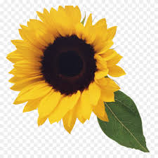 Ok saatnya mewarnai gambar bunga matahari di bawah ini. Download Sunflower Wallpaper Bunga Matahari Tumblr Cikimm Com
