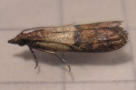 Pantry moths are also known as indian meal moths, and discovering an infestation in your home isn't fun. How To Get Rid Of Clothes Moths Wirecutter