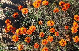 Image result for Gazania krebsiana