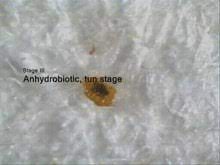 Im folgenden soll es hier um das bärtierchen „ripper gehen. Bartierchen Wikipedia