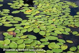 Image result for Brasenia