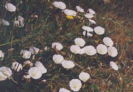 Image result for Convolvulus aschersonii