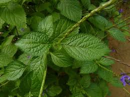 Image result for Stachytarpheta urticifolia