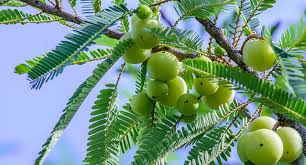 Image result for Phyllanthus paxii