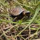 Oxford Mountain BioBlitz
