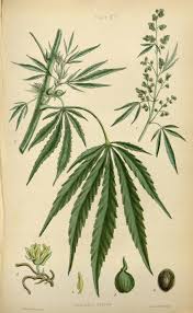 Image result for Cannabis sativa