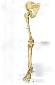 The diagram of bones in the ankle and foot is given below: Leg Bones Diagram Quizlet