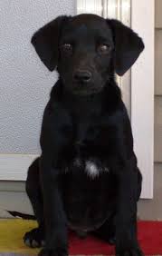 The beagle labrador mix, also known by all of those names aboves, is a designer crossbreed between a beagle and a labrador. Beagle Labrador Mix Puppy Adoption Ark Mcurtain County Oklahoma
