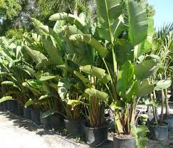 Image result for Strelitzia nicolai