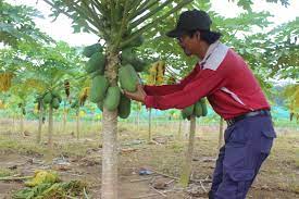 See more of peraduan malaysia dan aktiviti on facebook. Ladang Sains Pertanian Fakulti Pengajian Pendidikan