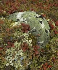 Many vegetables grow in alaska, some examples are peas, tomatoes and zucchini. Companion Planting With Blueberry Bushes Berry Bushes Plants Blueberry Bushes