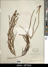 Image result for Zygophlebia