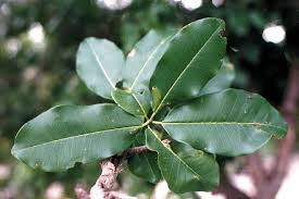 Image result for Manilkara mochisia