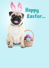 Check Out This Great Card From Cardfool Com Happy Easter Funny Easter Dog Easter Humor