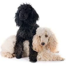 Il barboncino è molto probabilmente una delle razze canine più apprezzate fra quelle da compagnia. Cane Barboncino Caratteristiche E Foto