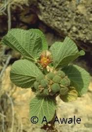 Image result for Grewia villosa