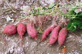 Selain umbi, bagian lain yang dapat dimanfaatkan adalah daun/pucuk yang masih mudah untuk sayuran/lalapan. Cara Budidaya Ubi Cilembu Si Ubi Madu Menguntungkan
