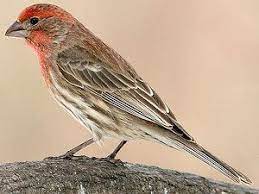 الهاوس فينش جميع المعلومات حول هذا الطائر تربية تغدية تغريد و المزيد طيور العرب finches bird backyard birds tree of life images
