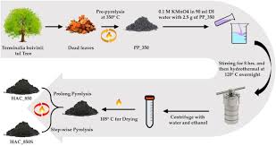 Image result for Terminalia boivinii