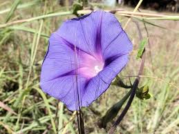 Terms in this set (20). Ipomoea Purpurea Purple Common Morning Glory Ipomoea Mexico Central America Heart Shaped Leaves Flowers Trumpet Shaped Blue Flower Pikist