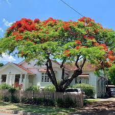 Caesalpinia pulcherrima is an erect, smooth much branched shrub or small tree which grows to the height of 1.5 to 6 meters high or branches unarmed or with few straight. Royal Poinciana Tree Seeds Delonix Regia 5seeds Etsy