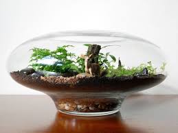 Pin On Terrariums