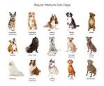 Dog Breed Selector - Animal Planet