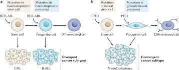 Stem Cell Fate In Cancer Growth Progression And Therapy Resistance Nature Reviews Cancer
