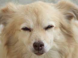 Your Dog S Sleeping Position Tells You A Lot Here Are 50 Dog Behaviors And What They Mean Dog Behavior Sleeping Dogs Dog Sleeping Positions