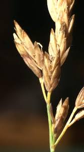Image result for Poa schimperiana