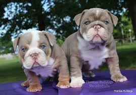Find english bulldogs puppies & dogs for sale uk at the uk's largest independent free classifieds site. Blue Sable A Blue Sable Is A Red Based Dog With A Silver Cast To Its Coat They Usually Have Blue Geen Or Hazel English Bulldog Puppies Bulldog Puppies Bulldog