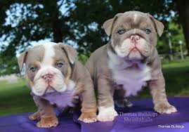 390 likes · 2 talking about this. Blue Sable A Blue Sable Is A Red Based Dog With A Silver Cast To Its Coat They Usually Have Blue Geen Or Hazel English Bulldog Puppies Bulldog Puppies Bulldog