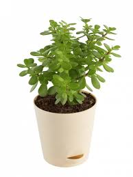 Check spelling or type a new query. Office Plants Buy Office Plants Online In India At Best Price Ugaoo