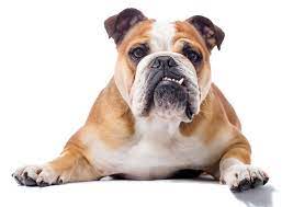 10 Different Bulldog Breeds To Consider