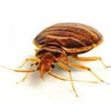 I called jim in a panic last spring, because a billion little bugs were crawling all over my property atco pest control, atco termite control & home restoration are full service pest. Bed Bug Exterminator Yelp Bed Bug Exterminator