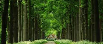 صور طبيعة جذابة ومناظر طبيعية خلابة تبهر الأنظار وتسحر العقول Tree House Tree Nature